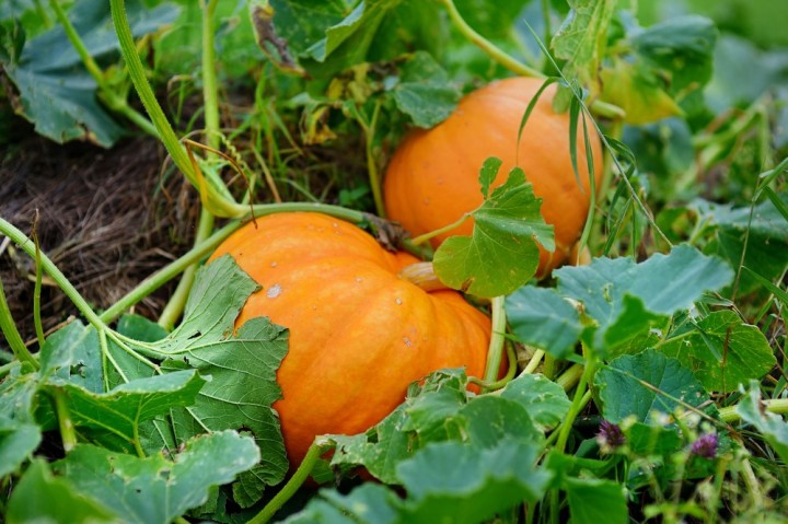Pumpkin: October Produce of the Month