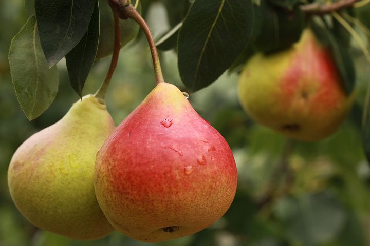 Pears: November Produce of the Month