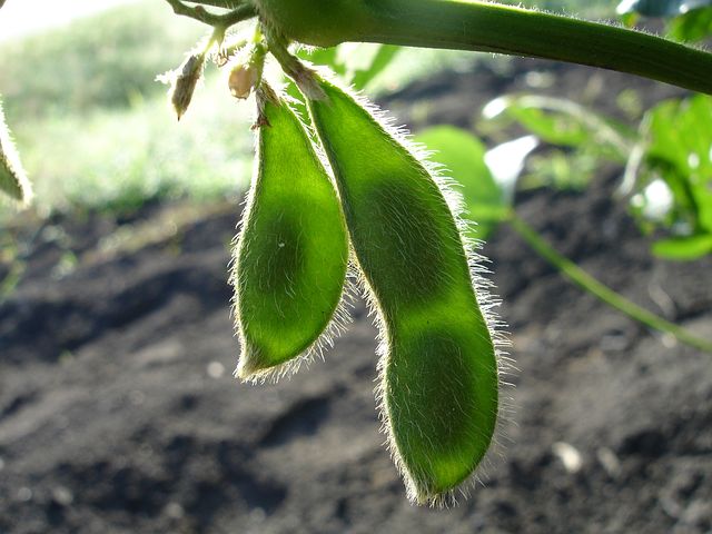 Soybeans: January Produce of the Month