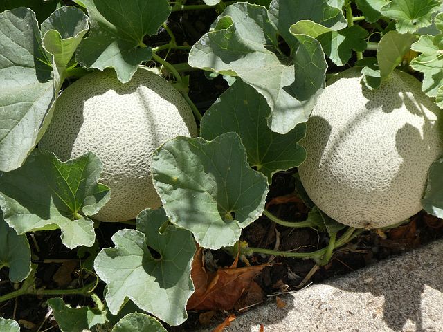 Cantaloupes: April Produce of the Month