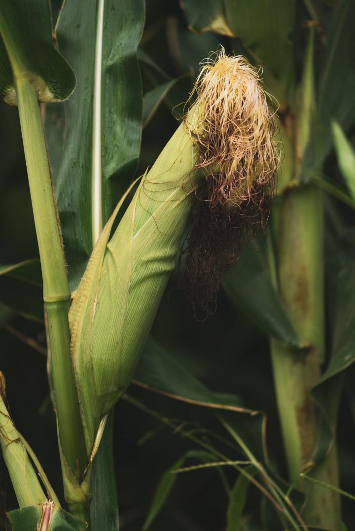 Corn: May Produce of the Month